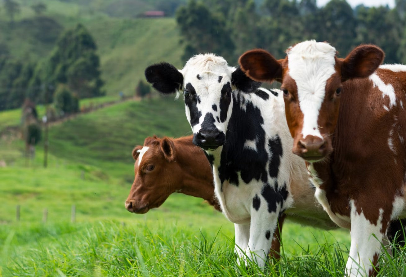 Cow Facts: What You May Not Know About Cows