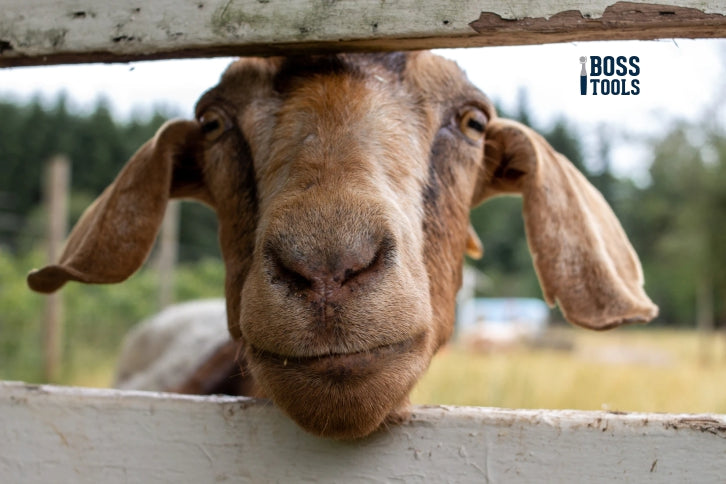 Caring for Goats Year Round — How to Keep Them Happy