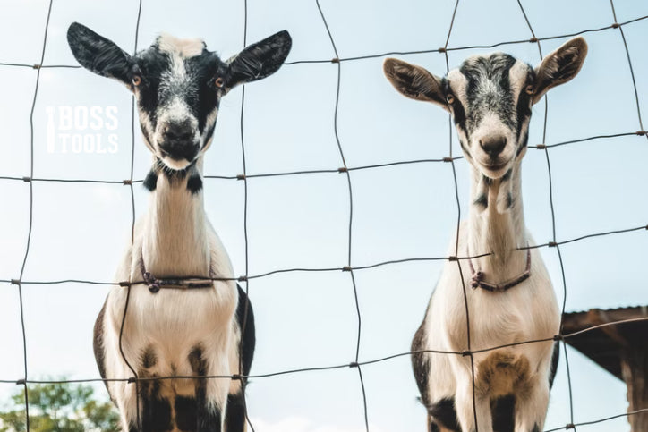 A Beginner’s Guide to Owning Goats