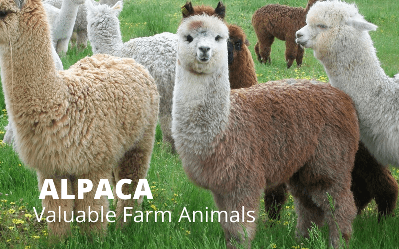 Alpacas - Valuable Farm Animals