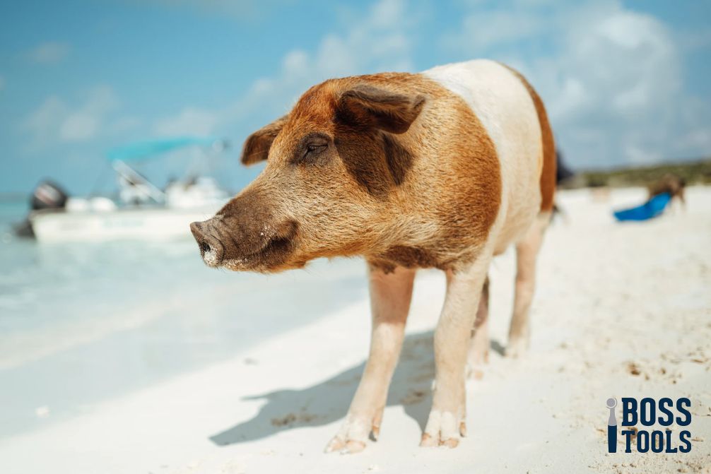 Fun Facts About Domestic Pigs