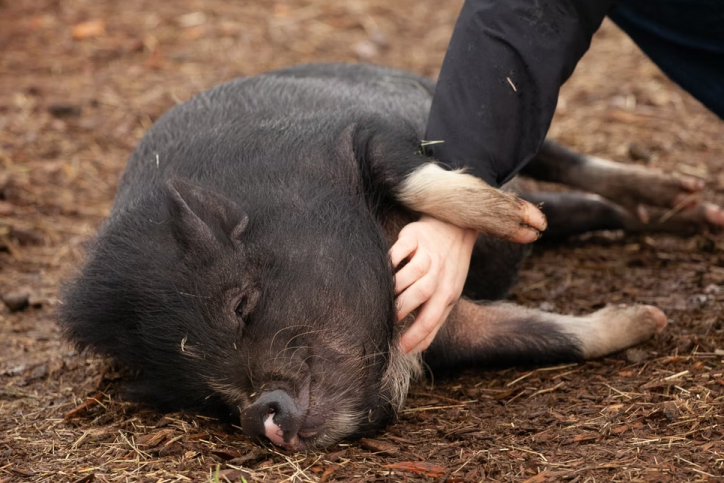 Tips for Potbelly Pig Owners