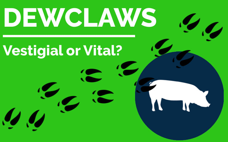 Dewclaws - Vestigial or Vital?