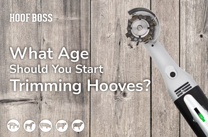 What Age Should You Start Trimming Hooves?