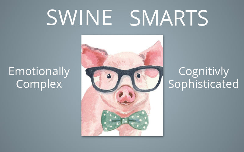Swine Smarts