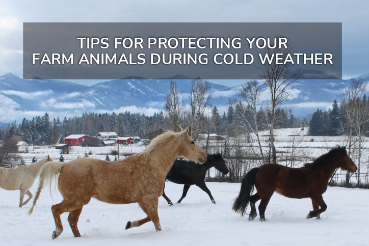 Tips for Protecting Your Farm Animals During Cold Weather
