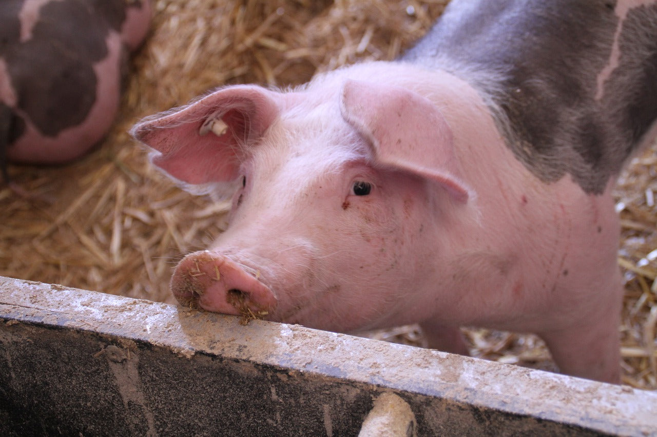 Preventing Swine Lameness